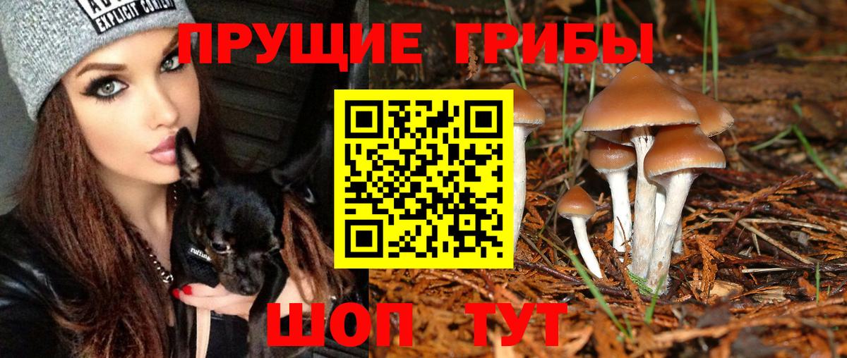 Псилоцибиновые грибы GOLDEN TEACHER  Вход с VPN  Химки  Галлюциногенные грибы Psilocybine cubensis 